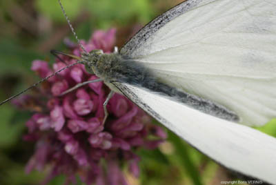 03 papillon