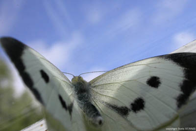 04 papillon