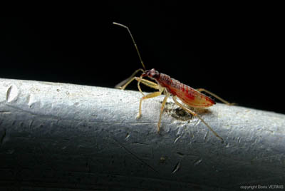 05 insecte