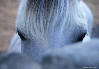 06 cheval (Hoedic)