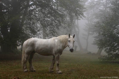 07 cheval (morvan)