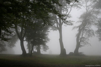 08 arbres brume