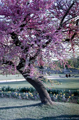 13 arbre (Tuileries)