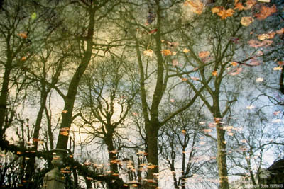 14 arbres