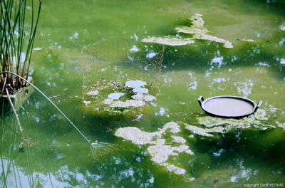 16 nature (Tuileries)