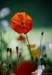 01.2 coquelicot