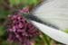 03 papillon