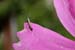 05.2 insecte
