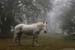 07 cheval (morvan)