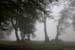 08 arbres brume