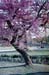 13 arbre (Tuileries)