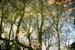 14 arbres