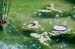 16 nature (Tuileries)